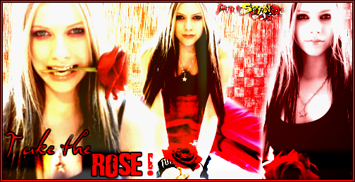 rose.jpg